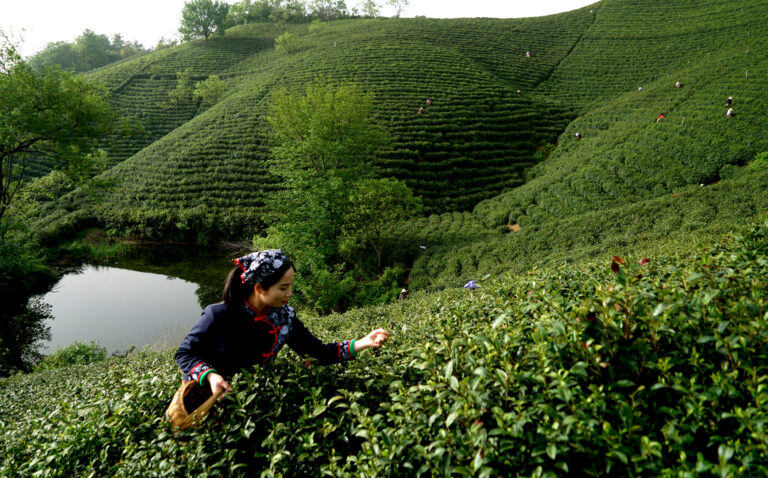 Wu Yuanxin - Tea-picking-women